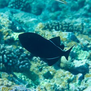 Black Triggerfish (Melichtys niger)