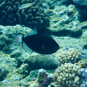 Pinktailed triggerfish (Melichthys vidua)