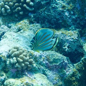 Ornate Butterflyfish