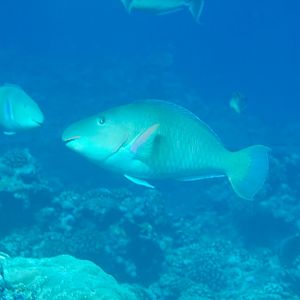 Parrot fish