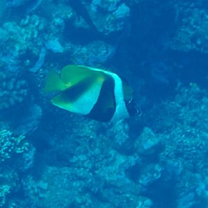 Masked Bannerfish