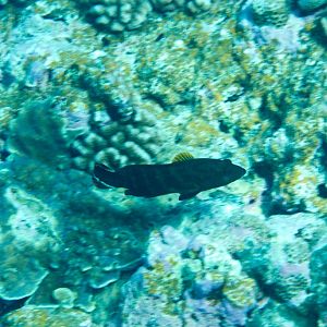 Flagtail Grouper