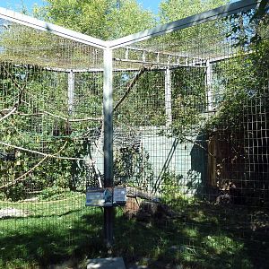 Malayan Fruit Bat Exhibit
