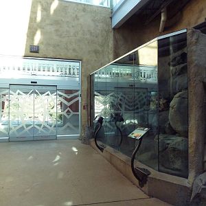 Destination Africa - Rock Hyrax Exhibit