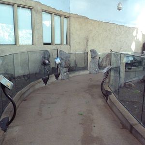 Destination Africa - Hooded Vulture + Meerkat Exhibits