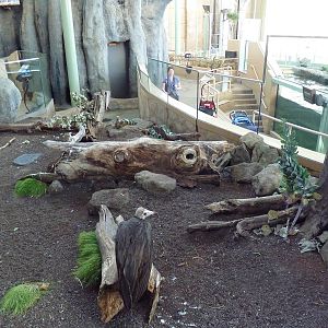 Destination Africa - Hooded Vulture Exhibit