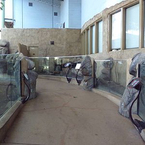 Destination Africa - Hooded Vulture + Meerkat Exhibits