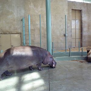 Destination Africa - Nile Hippo