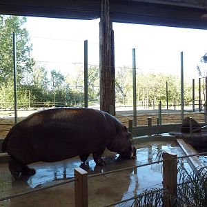 Destination Africa - Nile Hippo + Giraffe Exhibits