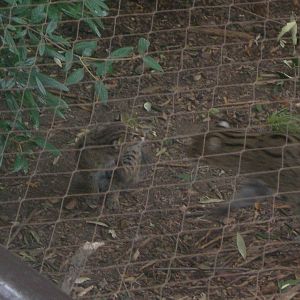 fishing cat kitten with mom