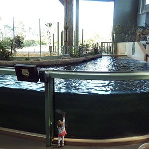 Destination Africa - Nile Hippo Exhibit