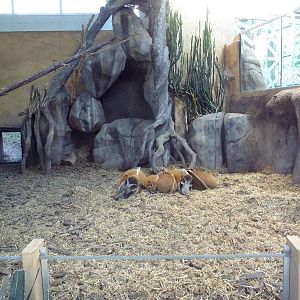 Destination Africa - Red River Hog Indoor Exhibit