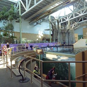 Destination Africa - Nile Hippo Exhibit