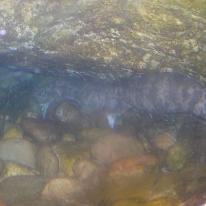 japanese giant salamander