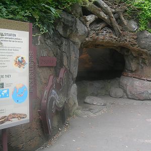 japanese giant salamander exhibit on asian trail