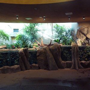 Destination Africa - Rift Valley Cichlids