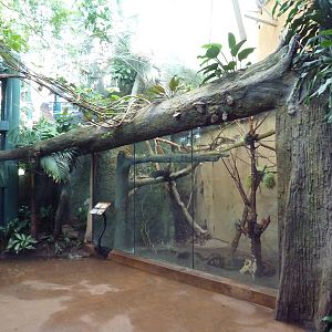 Destination Africa - Malagasy Tree Boa Exhibit