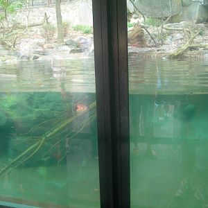 North American River Otter Underwater viewing