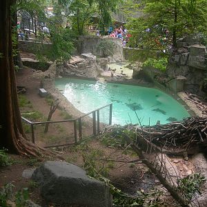 Beaver Exhibit