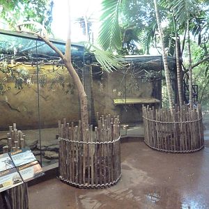 Destination Africa - Straw-Coloured Fruit Bat/Leopard Tortoise Exhibit