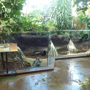 Destination Africa - Dwarf Crocodile Exhibit