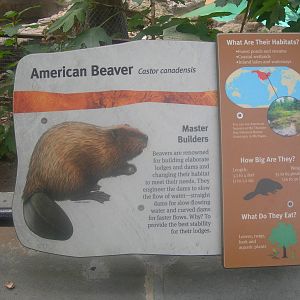 Beaver Sign