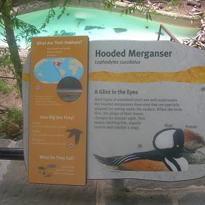 Hooded Merganser Sign
