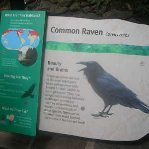 Raven Sign