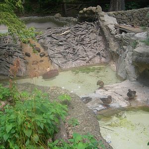 Beaver Exhibit