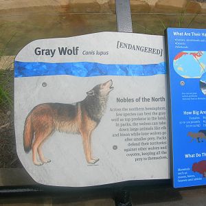 Gray Wolf Sign