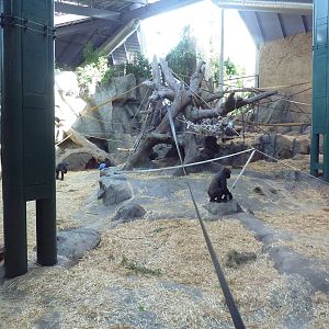 Destination Africa - Gorilla Exhibit