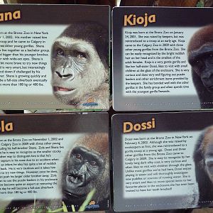 Destination Africa - Gorilla Names