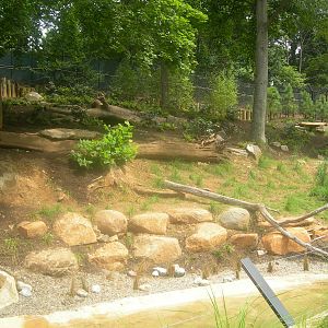 Gray Wolf Exhibit