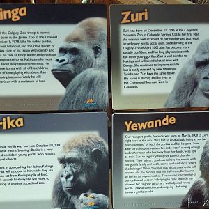 Destination Africa - Gorilla Names