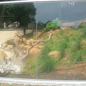 Gray Wolf Exhibit