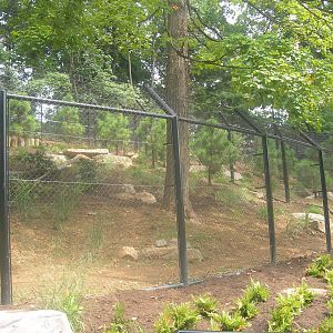 Gray Wolf Exhibit
