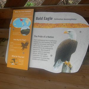 Bald Eagle Sign