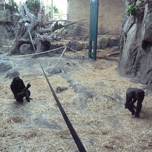 Destination Africa - Gorilla Exhibit