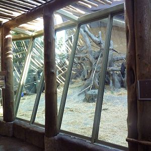 Destination Africa - Gorilla Exhibit