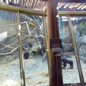Destination Africa - Gorilla Exhibit