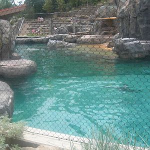 California Sea Lion/Brown Pelican Exhibit
