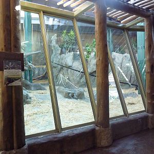 Destination Africa - Gorilla Exhibit