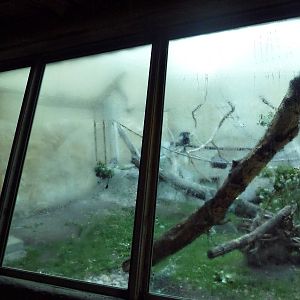 Destination Africa - Colobus Monkey Exhibit (with steamy windows)