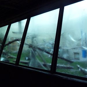 Destination Africa - Colobus Monkey Exhibit (with steamy windows)