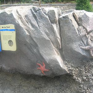 Starfish Sculpture