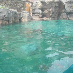 California Sea Lion/Brown Pelican Exhibit