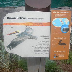 Brown Pelican Sign