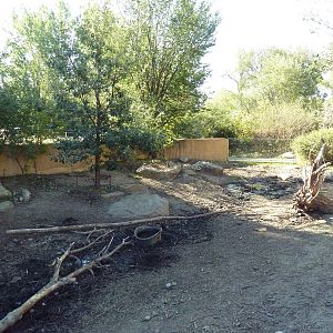 Destination Africa - Red River Hog Exhibit