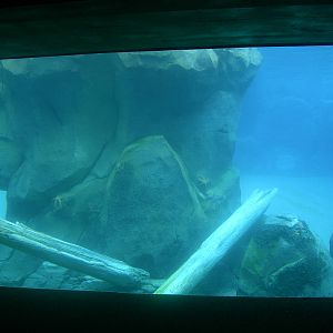 Main underwater viewing for Sea Lions