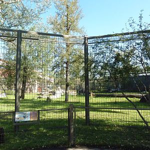 Destination Africa - Lion Exhibit